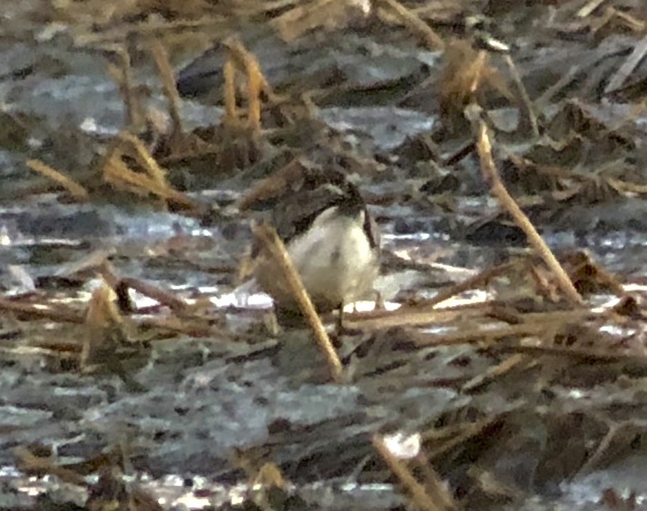 American Golden-Plover - ML120673851