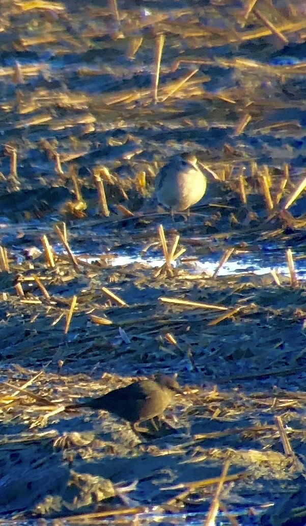 American Golden-Plover - ML120673861