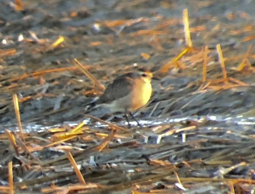 American Golden-Plover - ML120674291