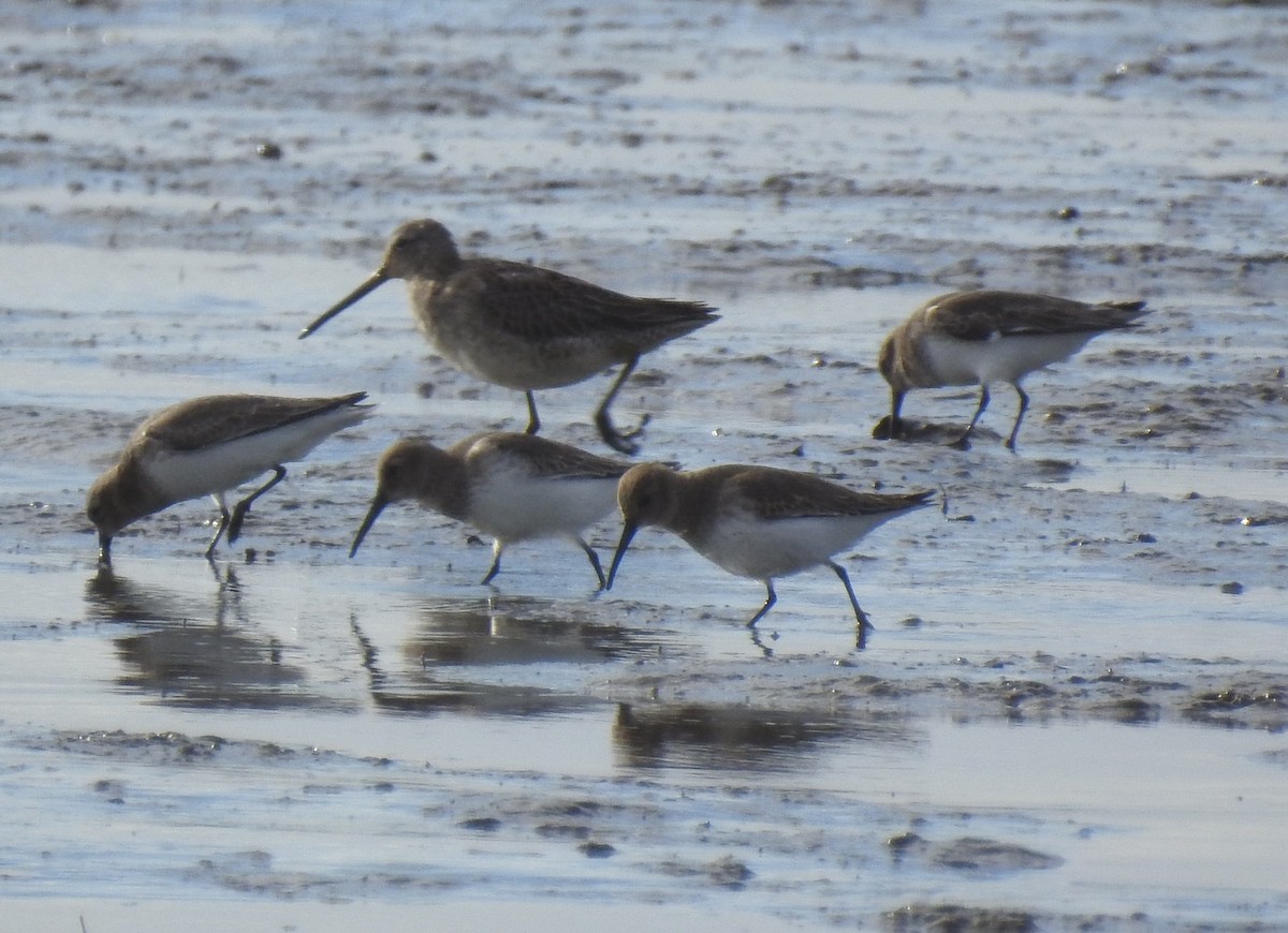 Short-billed Dowitcher - ML120675981