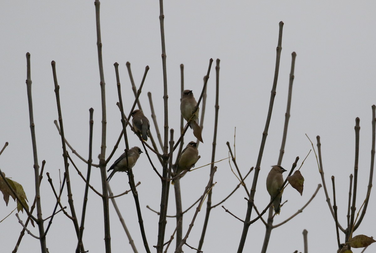 Cedar Waxwing - ML120676091