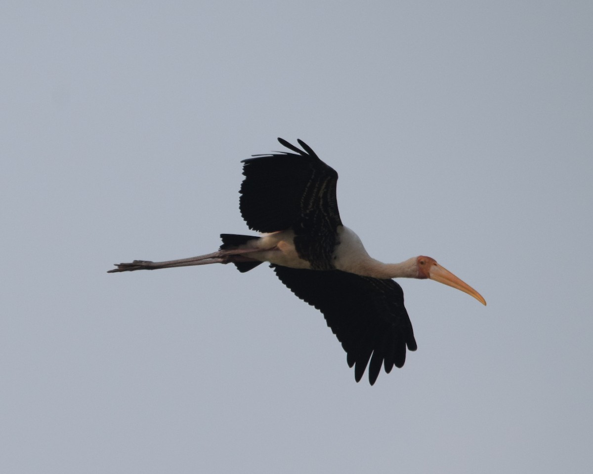 Painted Stork - ML120676241