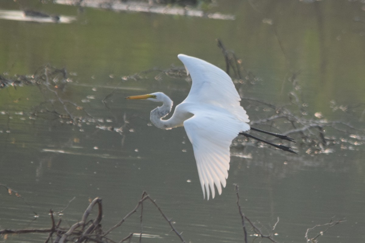 Great Egret - ML120677001