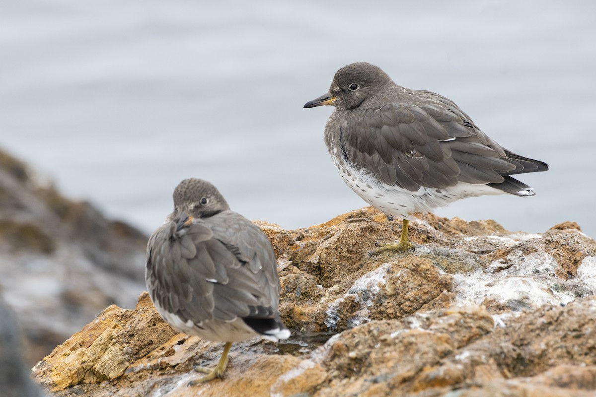 Surfbird - ML120677561