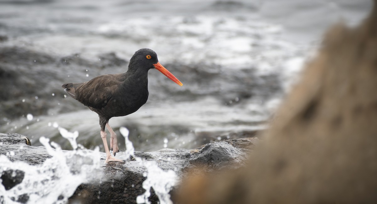 Black Oystercatcher - ML120677681