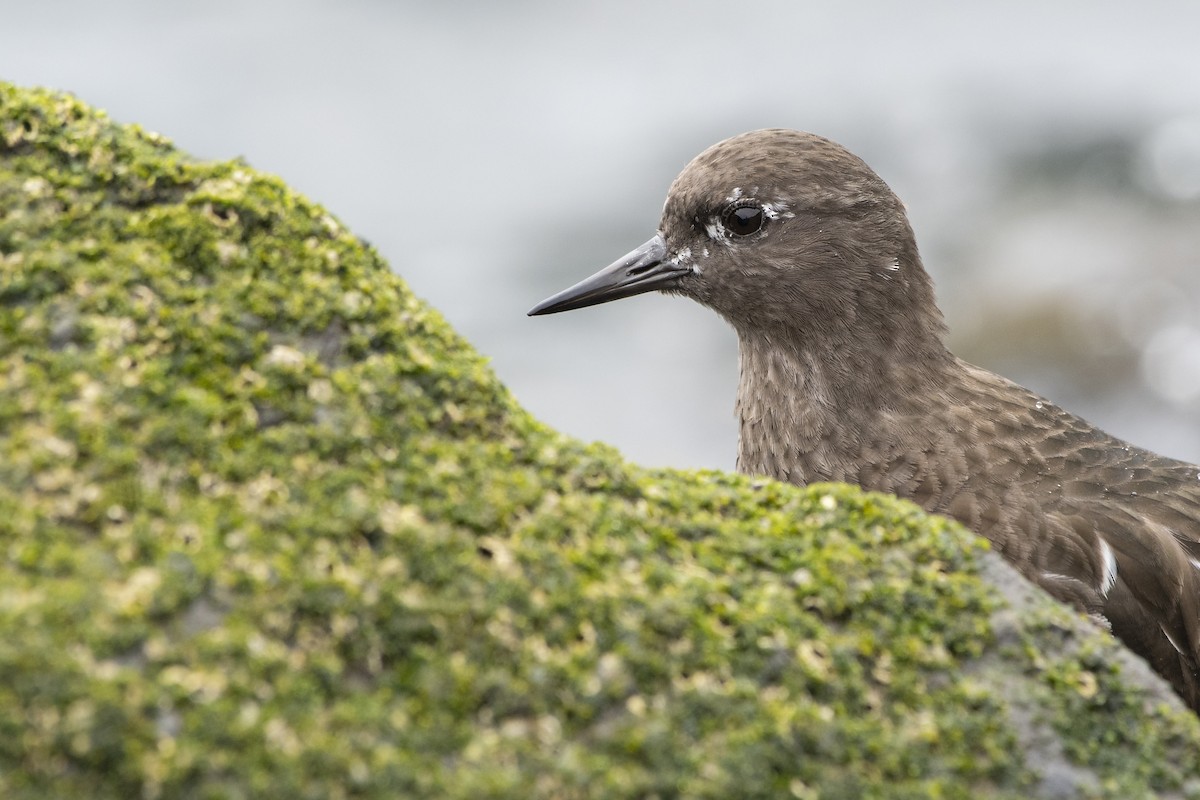 Black Turnstone - ML120677831