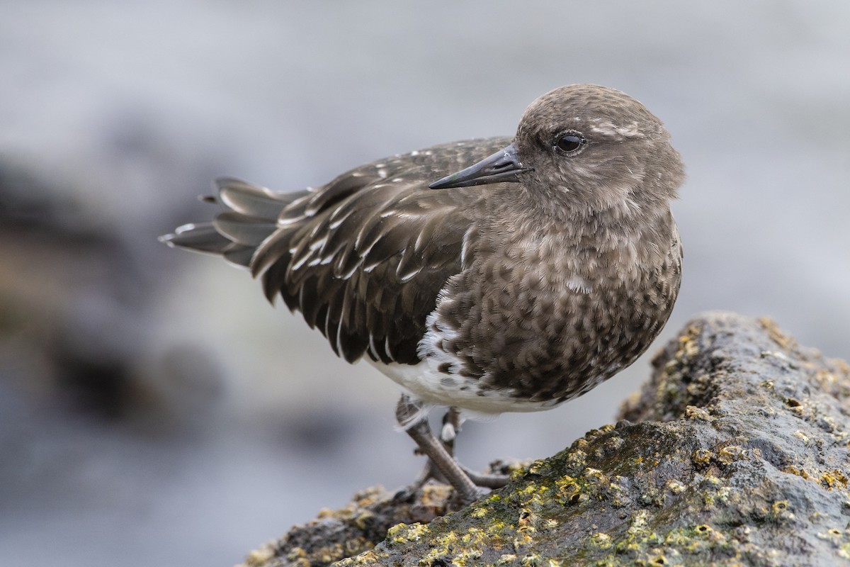 Black Turnstone - ML120677861