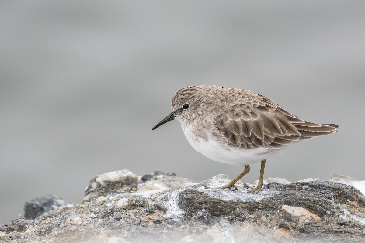 Least Sandpiper - Bryan Calk