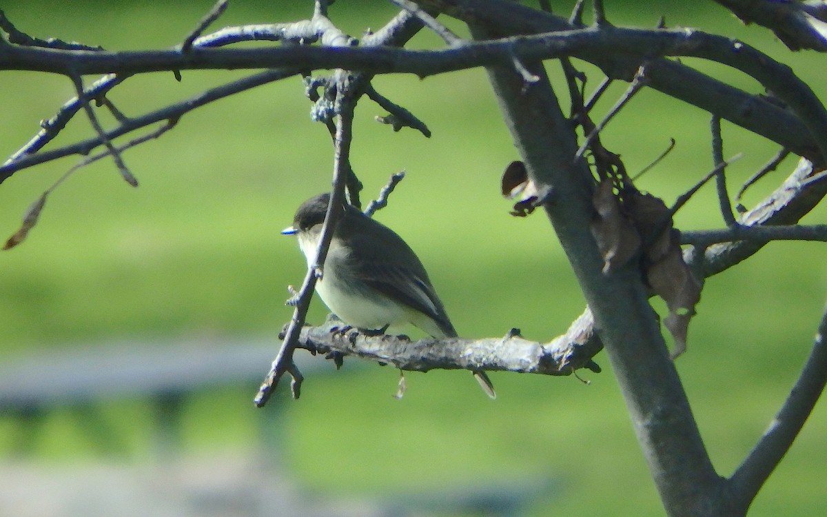 Eastern Phoebe - ML120678741