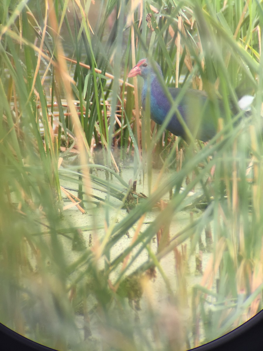 Gray-headed Swamphen - ML120679051