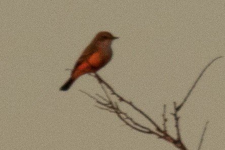 Vermilion Flycatcher - ML120679301