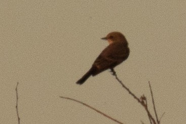 Vermilion Flycatcher - ML120679311