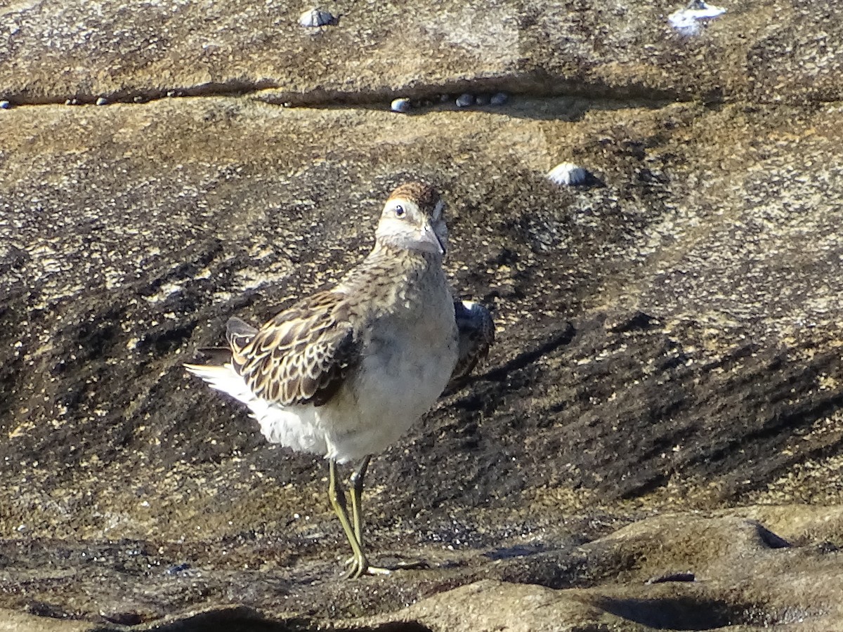 Sharp-tailed Sandpiper - Richard Murray