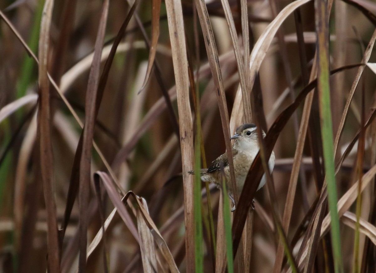 Marsh Wren (palustris Group) - ML120680701