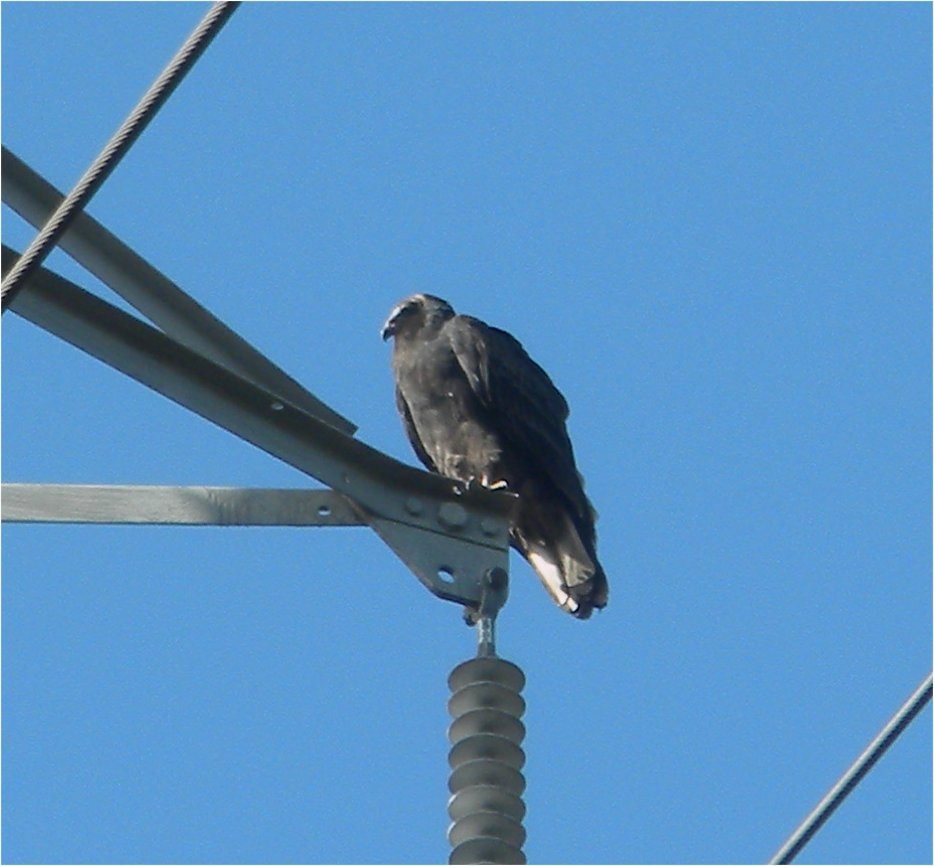 Turkey Vulture - ML120680731