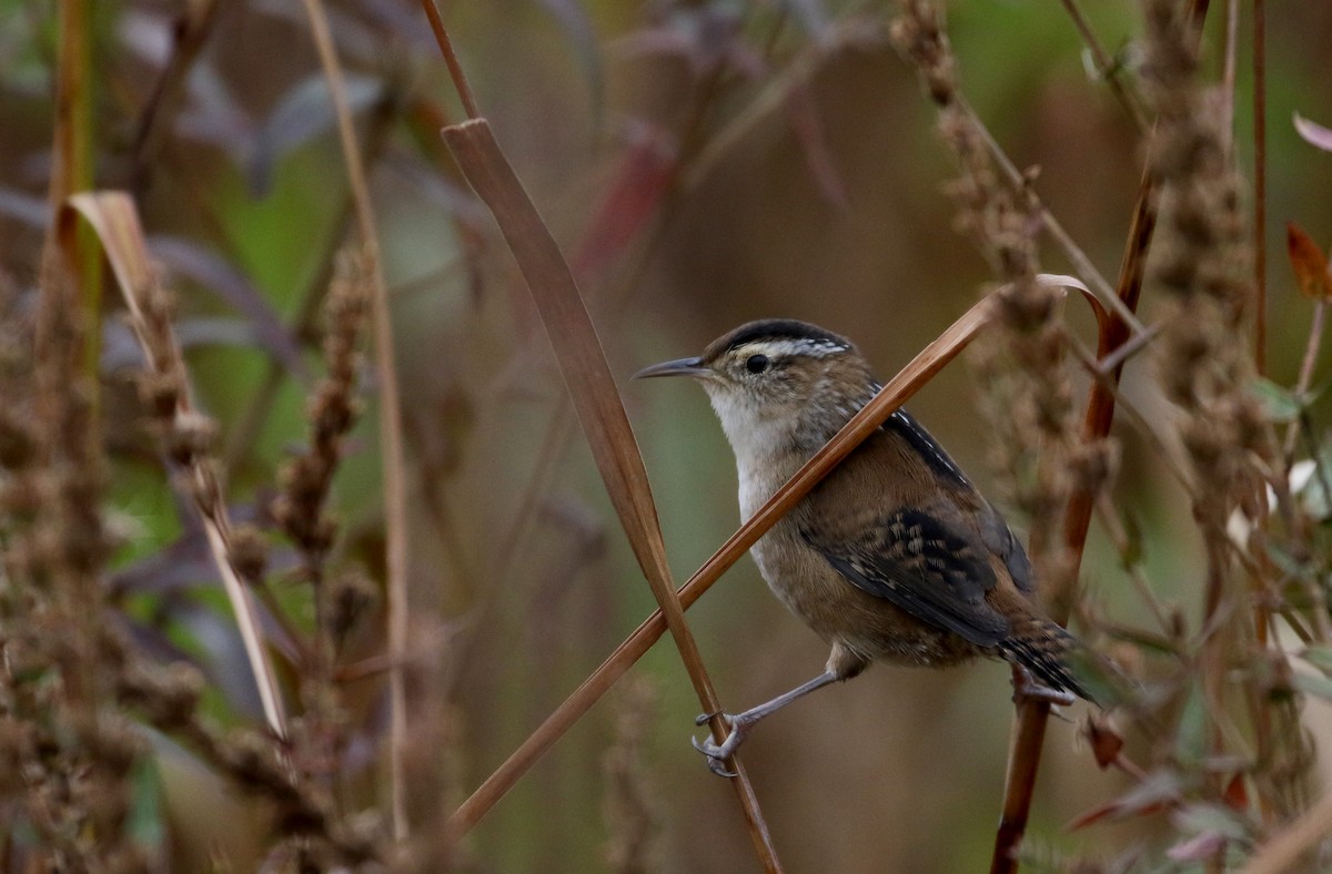 ハシナガヌマミソサザイ（palustris グループ） - ML120680901