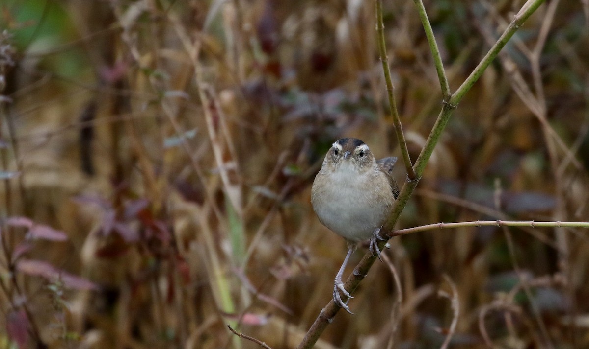 ハシナガヌマミソサザイ（palustris グループ） - ML120680971