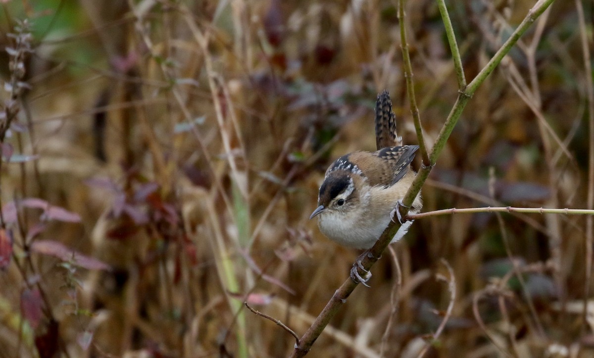 Marsh Wren (palustris Group) - ML120681021