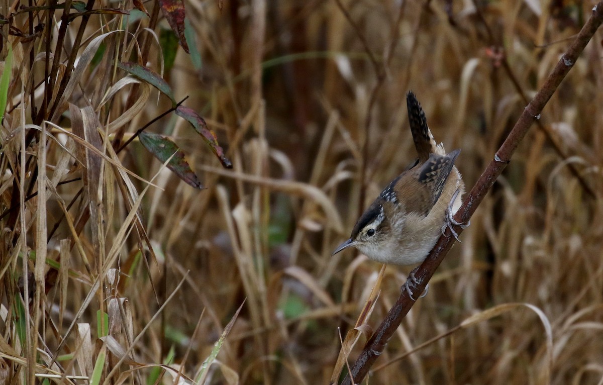 ハシナガヌマミソサザイ（palustris グループ） - ML120681031