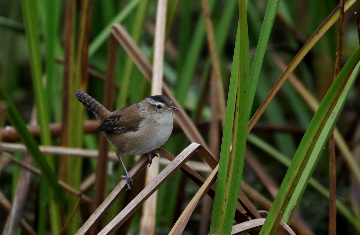 ハシナガヌマミソサザイ（palustris グループ） - ML120681091