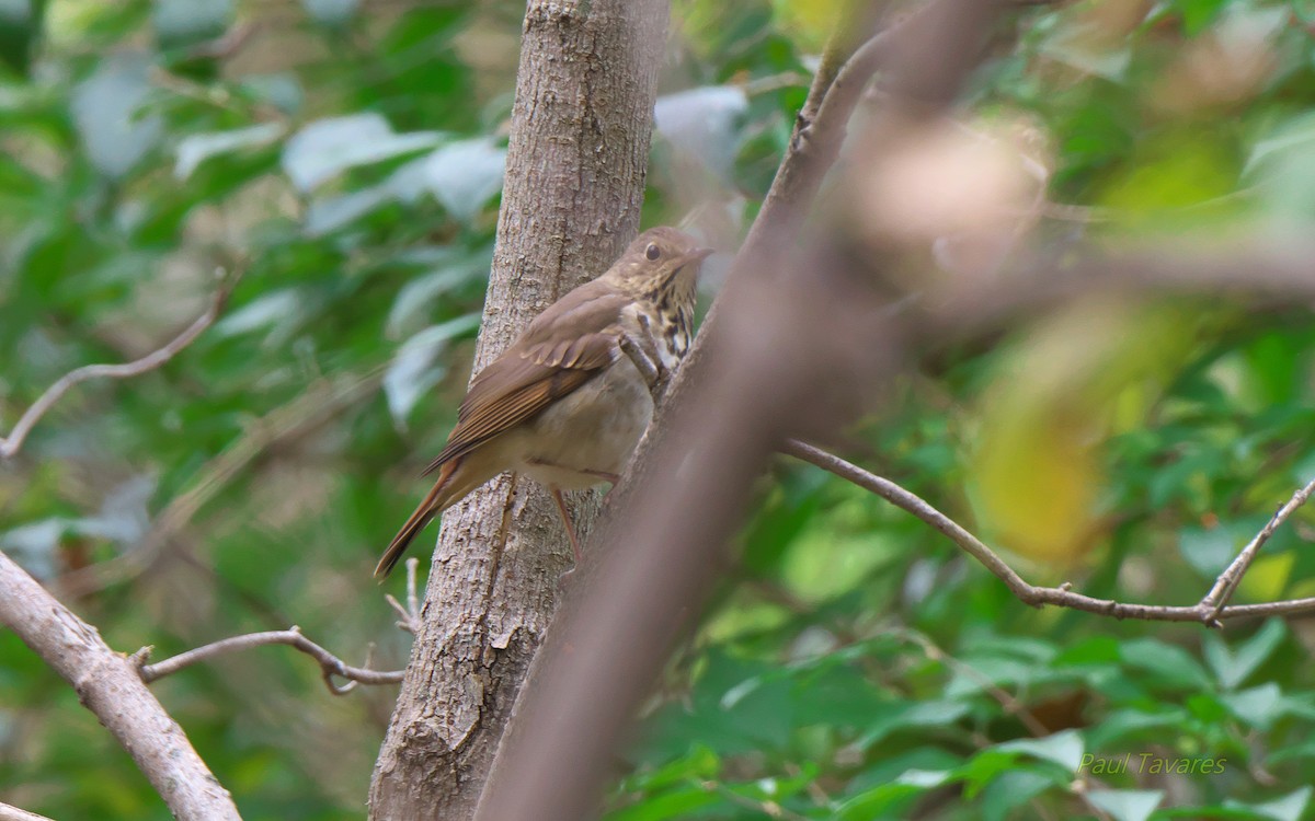 Hermit Thrush - ML120681591