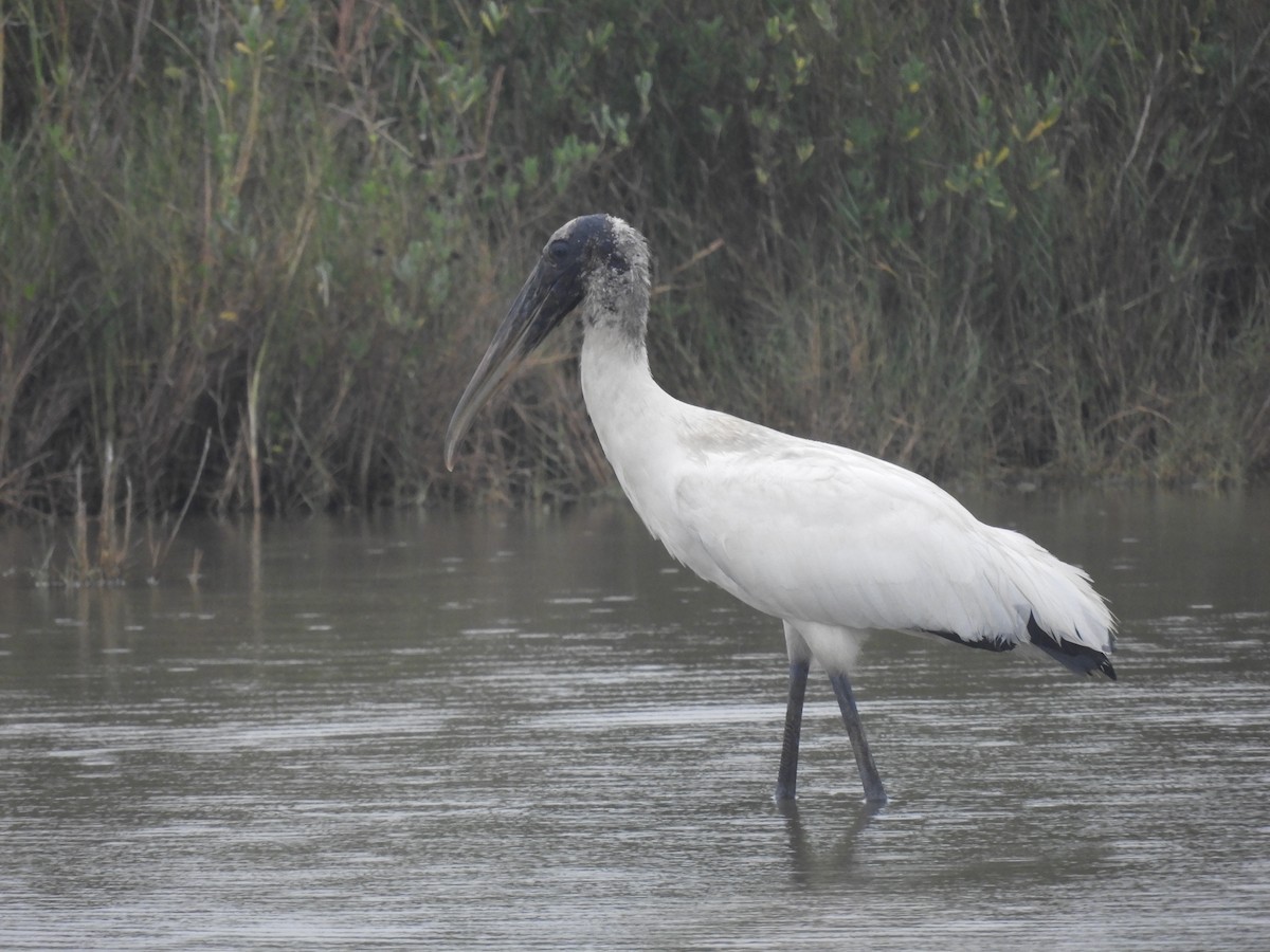 Wood Stork - RJ Baltierra