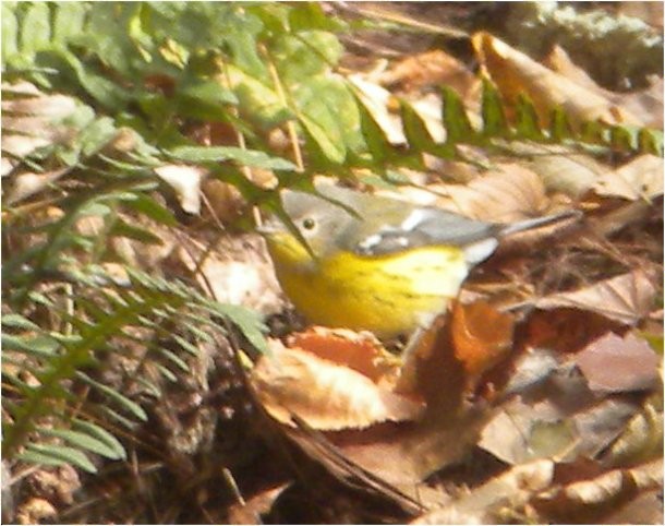 Magnolia Warbler - ML120681921