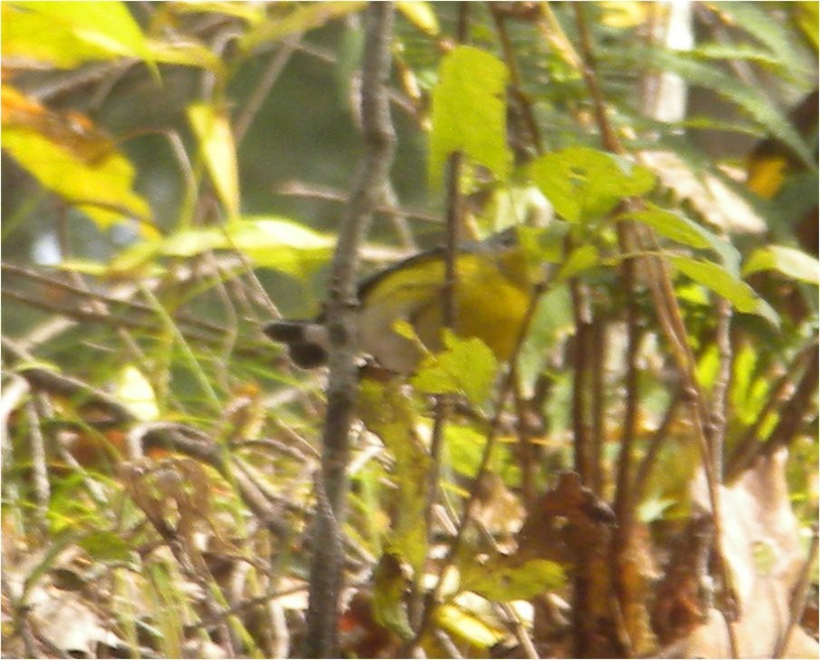 Magnolia Warbler - ML120682221
