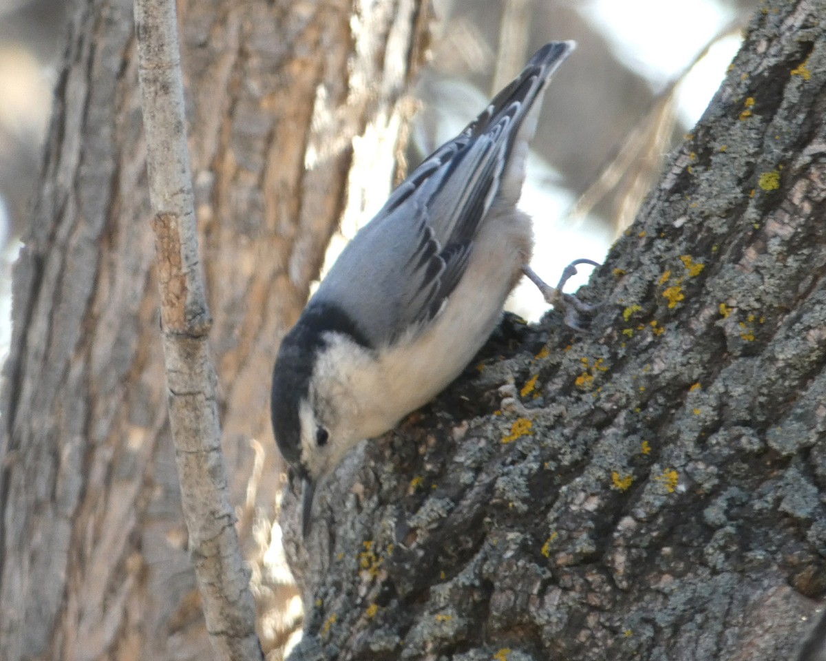 White-breasted Nuthatch - ML120682251