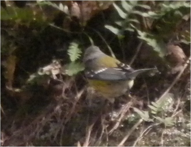 Magnolia Warbler - ML120682331
