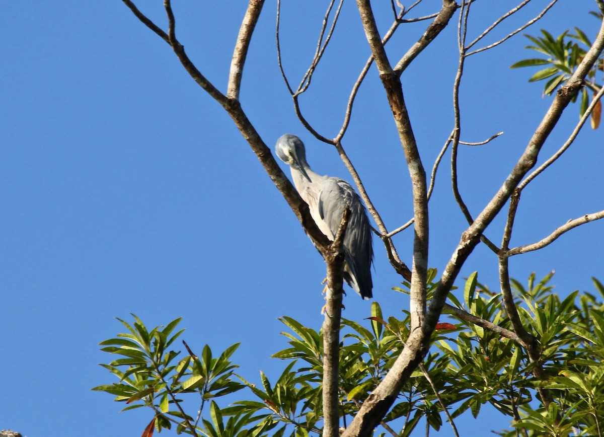 White-faced Heron - Rod MacKenzie