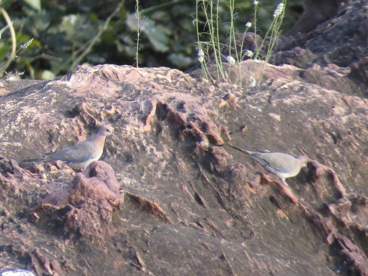 Laughing Dove - ML120685031