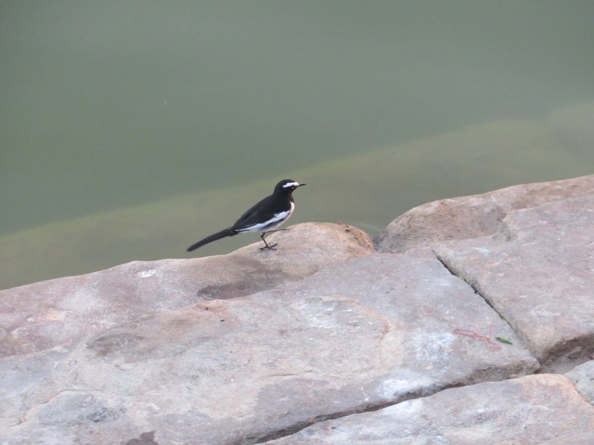 White-browed Wagtail - ML120685081