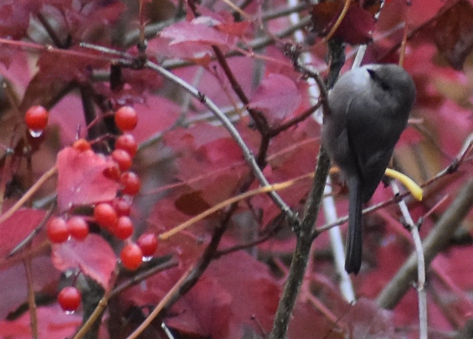 Bushtit - ML120688981