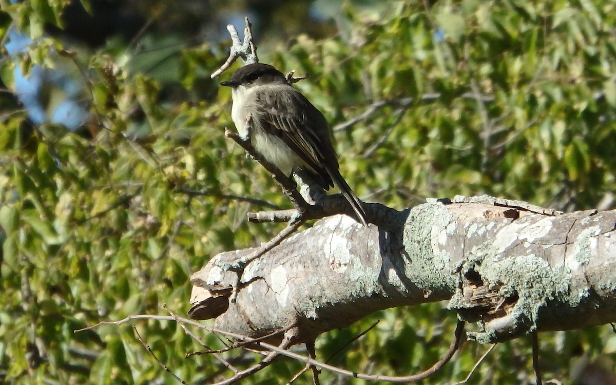 Eastern Phoebe - ML120689101