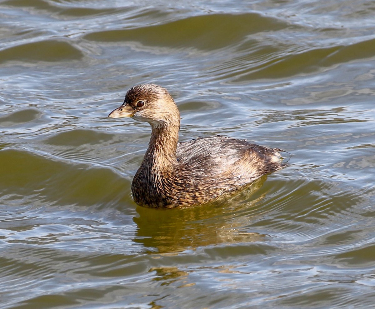 Pied-billed Grebe - Teresa Connell