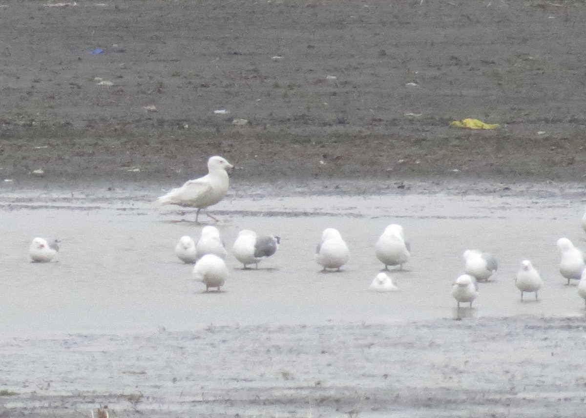 Glaucous Gull - ML120691371