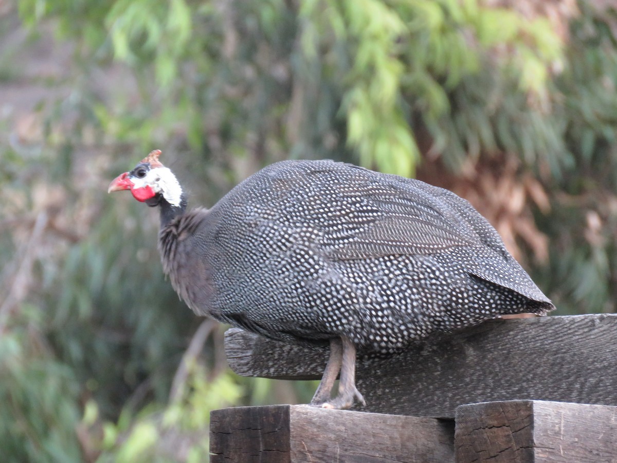 Helmeted Guineafowl - Becky Turley