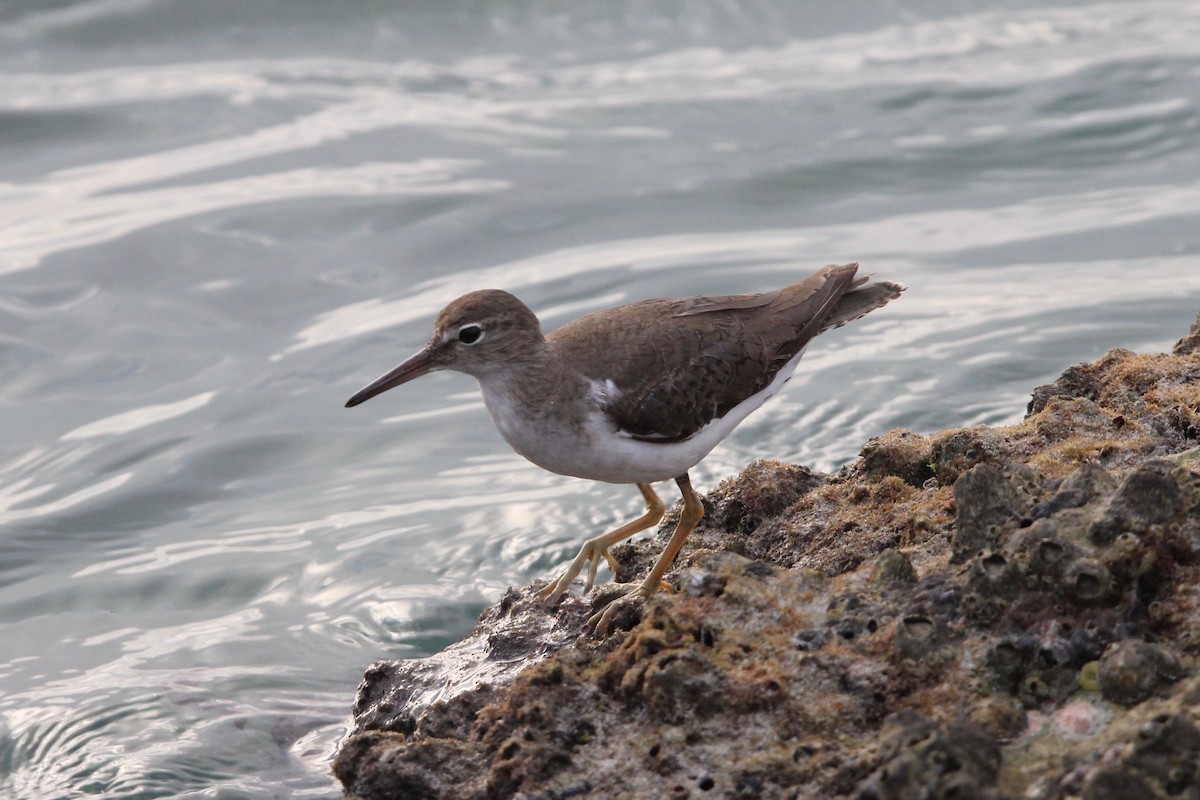 Spotted Sandpiper - ML120694201