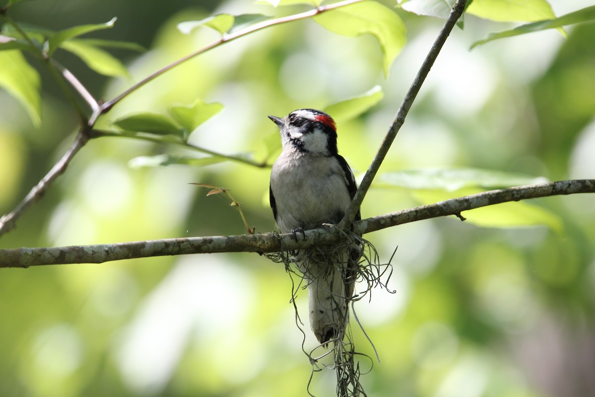 Downy Woodpecker - Robert Gowan