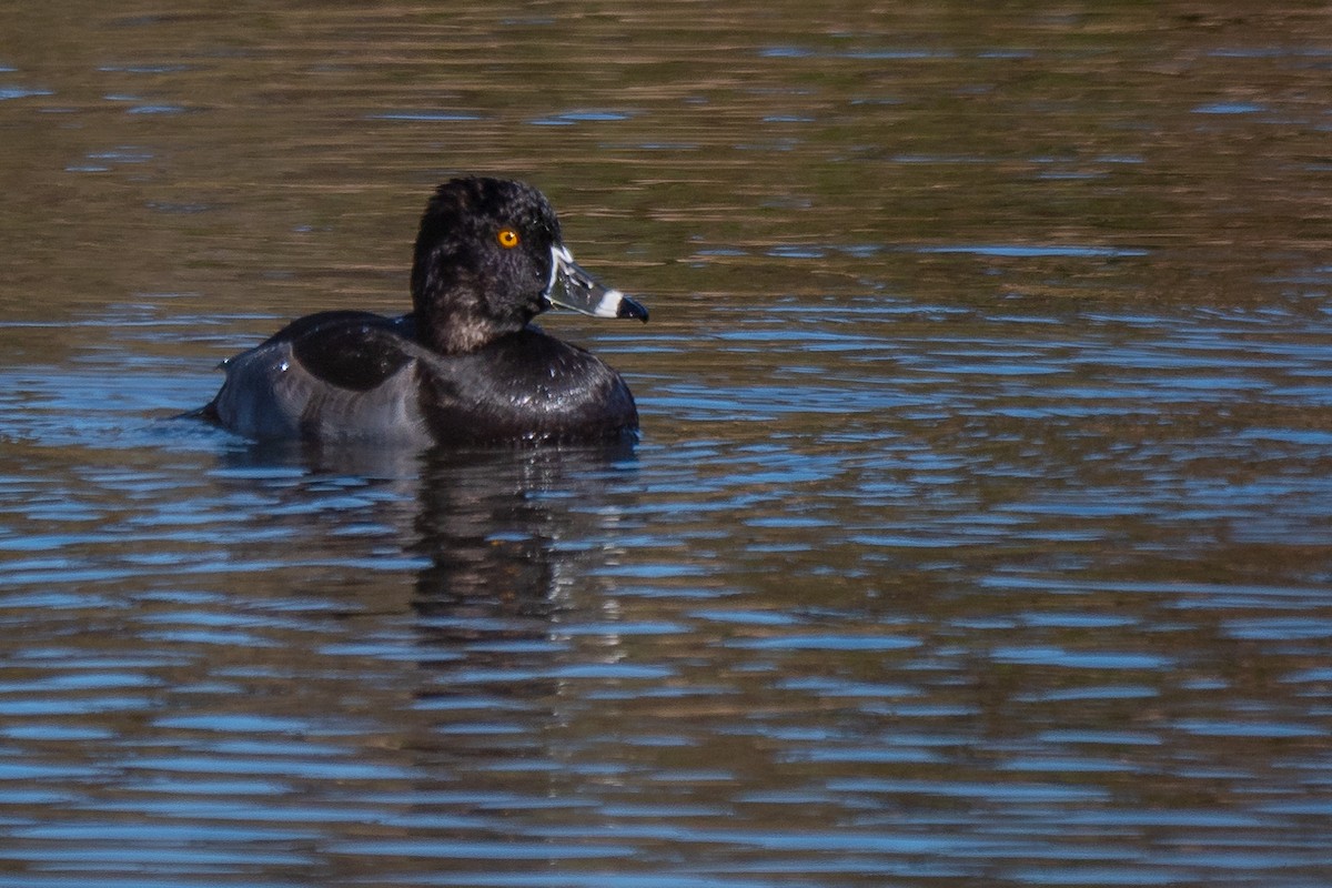 Ring-necked Duck - Grace Oliver