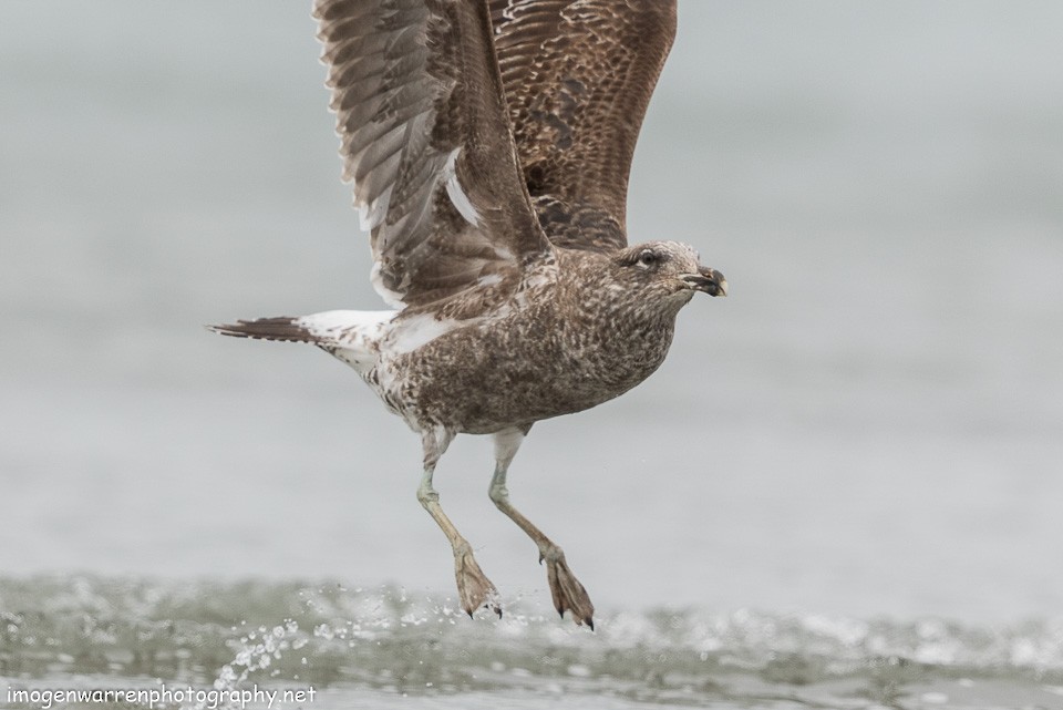 Kelp Gull - ML120699551