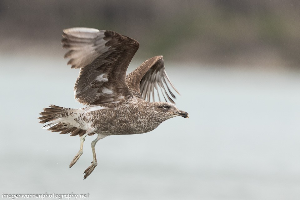 Kelp Gull - Imogen Warren