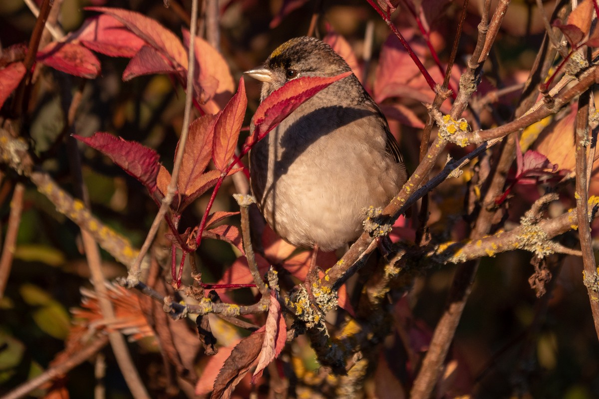 Golden-crowned Sparrow - ML120699921