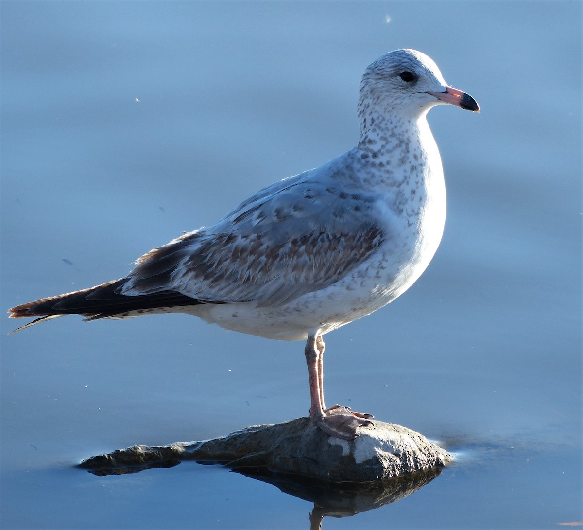 Ring-billed Gull - ML120700261