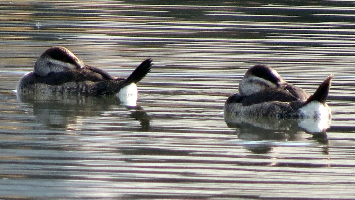 Ruddy Duck - Patrick O'Driscoll