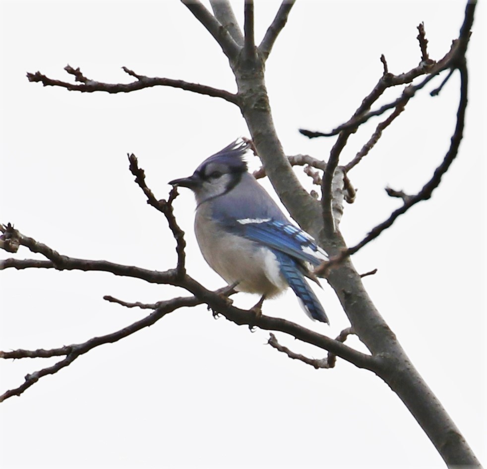 Blue Jay - ML120702681