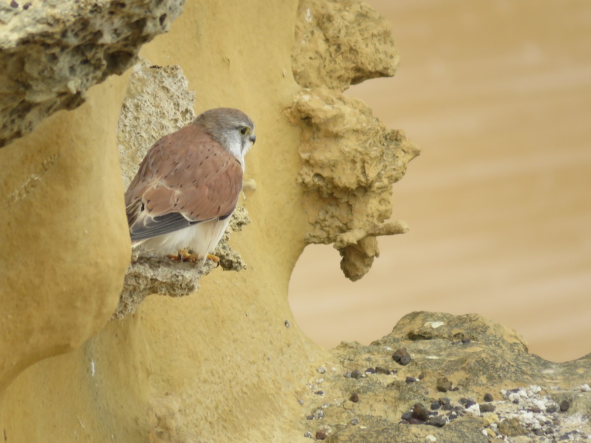 Nankeen Kestrel - ML120704251