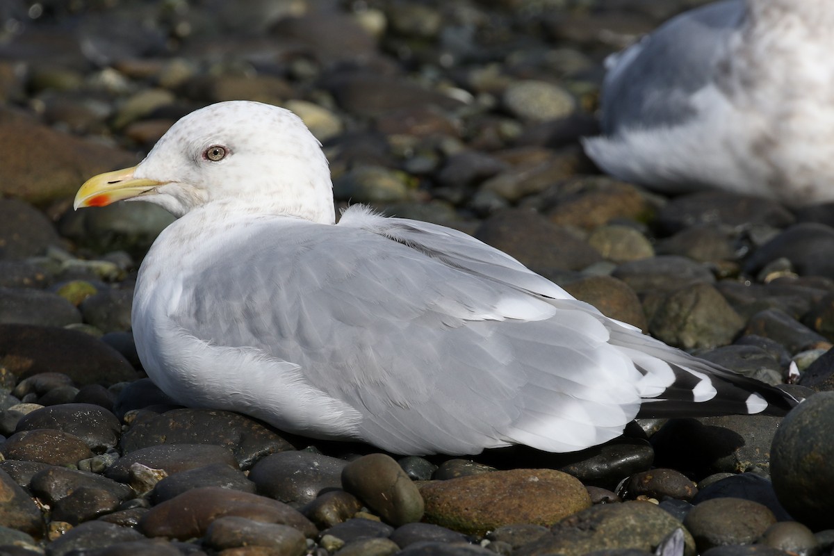 Iceland Gull (Thayer's) - Blair Dudeck