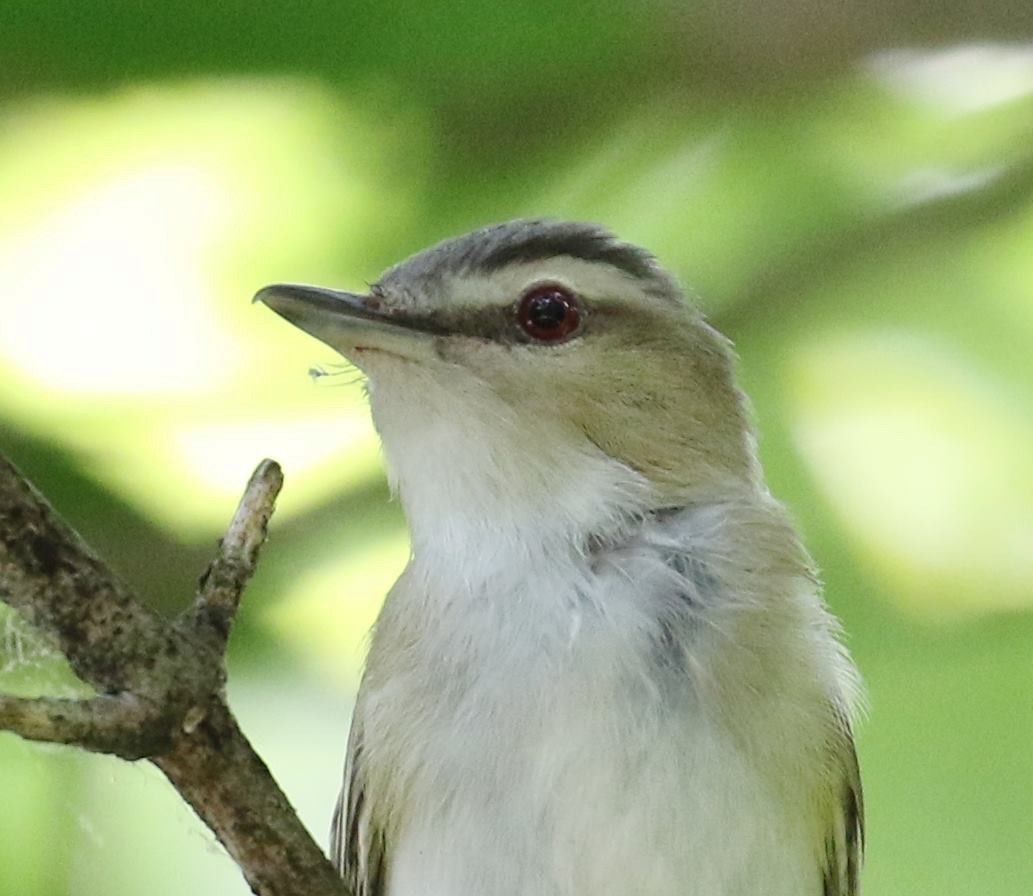 Red-eyed Vireo - ML120707341